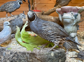 2 pairs of Californian Quails