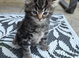 Maine coon cross kittens for sale