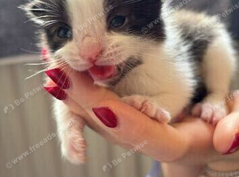 2x beautiful male kittens