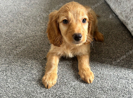 Stunning F1B cockapoo pups one gold girl left !!