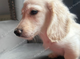 READY NOW cream longhaired miniature dachshund