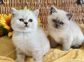 ABSOULETLY BEAUTIFUL PURE BRED BSH TEDDY BEARS