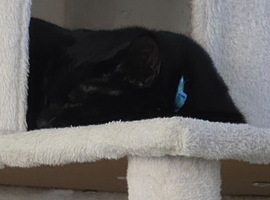 Rehome black cat
