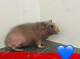 2 bonded skinny girls
