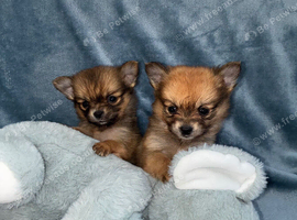 Pomeranian puppies