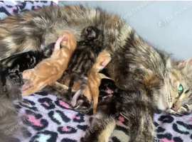 Bengal mix
