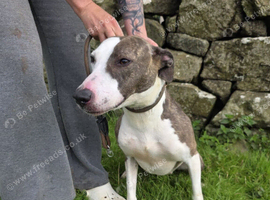 Multiple dogs rehoming