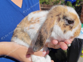 Pure Bred Mini Lop