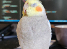 Cockatiel *ONLY FOR CURRENT OWNERS*