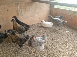 Chicks
