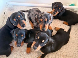 Miniature dachshund puppies