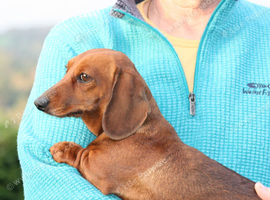 GORGEOUS EXTREMELY LOVING 4 YEAR OLD RED TRUE MINI SMOOTH GIRLIE.