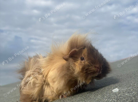 FEMALE guinea pigs