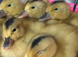 Beautiful Miniature Silver Appleyard ducklings