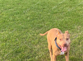 Looking to rehome female Staffordshire bull terrier