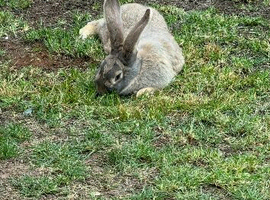 1 x Blue agouti continental Giant Doe