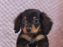 Miniature Dachshund Puppies
