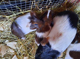 Male baby boar