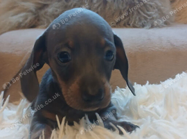 Three beautiful mini dachshounds