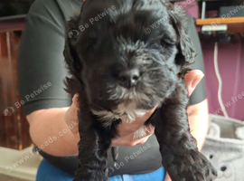 3 little boys shih tzu