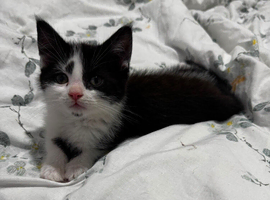 Male Kitten Ready to go