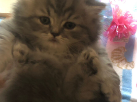 British Longhair Kittens