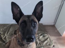 Belgian malinois
