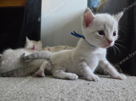 snow bengal kittens
