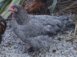 Purebred and mixed breed pullets