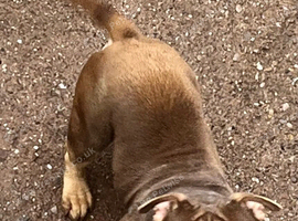 Mixed bulldog