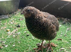Baby quails