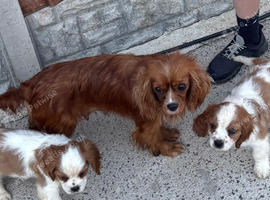 Lovely king Charles Cavalier puppies
