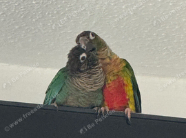 Lovely Pair of Conure Birds for Sale