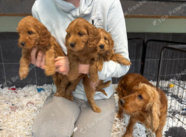 Cockapoo pups