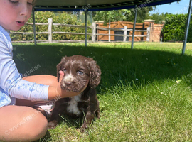 One stunning chocolate girl available