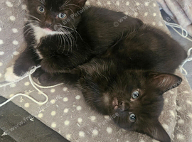 4 beautiful kittens