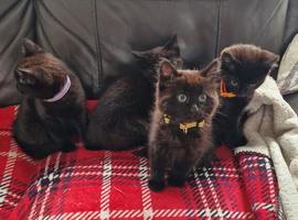 4 beautiful kittens