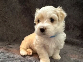 GORGEOUS BICHON FRISE PUPS