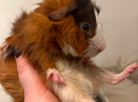 two guinea pig