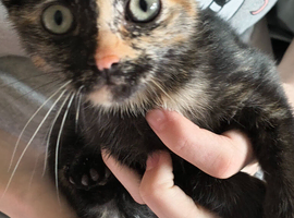 Kitten