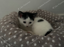 10 week old kittens
