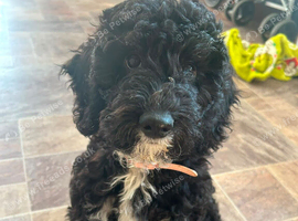 Coco
