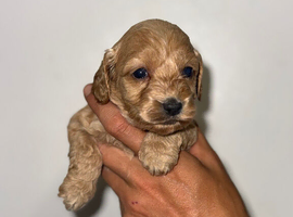 Cockapoo puppies