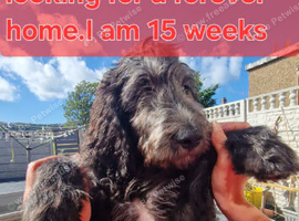 F1B  Rare black standard Goldendoodle puppies in North Wales