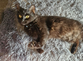 3 Cats for free