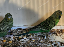 Pair of green black face budgies