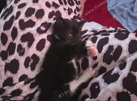 Female black and white kitten