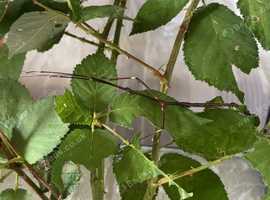 Lonchodes robertongi stick insect males