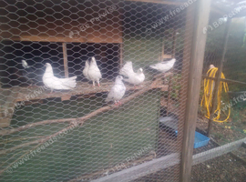 white fantail doves