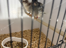 Blue carrier cock & white/fawn hen breeding pair